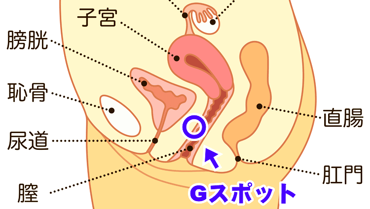 マンドリントレモロが上手くなるコツ!トレモロ上達のための練習法 マンドリンの心の窓 -