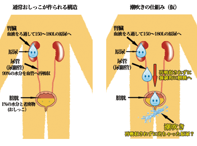 クリトリス刺激で潮吹きする方法とテクニック