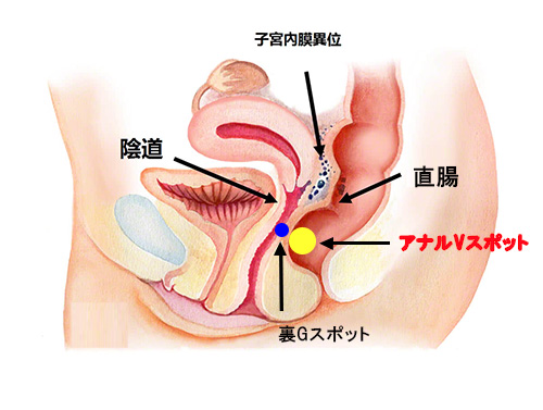 Gスポットが感じないのは不感症？4つの原因と開発して中イキする方法 | 【きもイク】気持ちよくイクカラダ