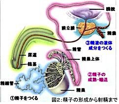 私の顔に精子（たぶん）をかけた写真を送ってきた人がいるんですけど怖 - Yahoo!知恵袋