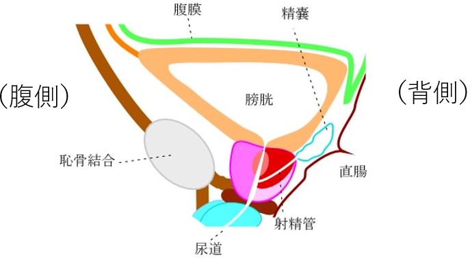 尿がでにくい・尿の勢いが弱い（排尿困難） | みうら泌尿器科クリニック