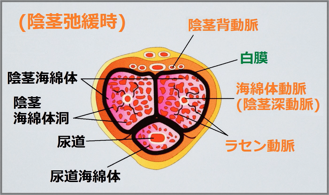 緑のルーペ on X: 