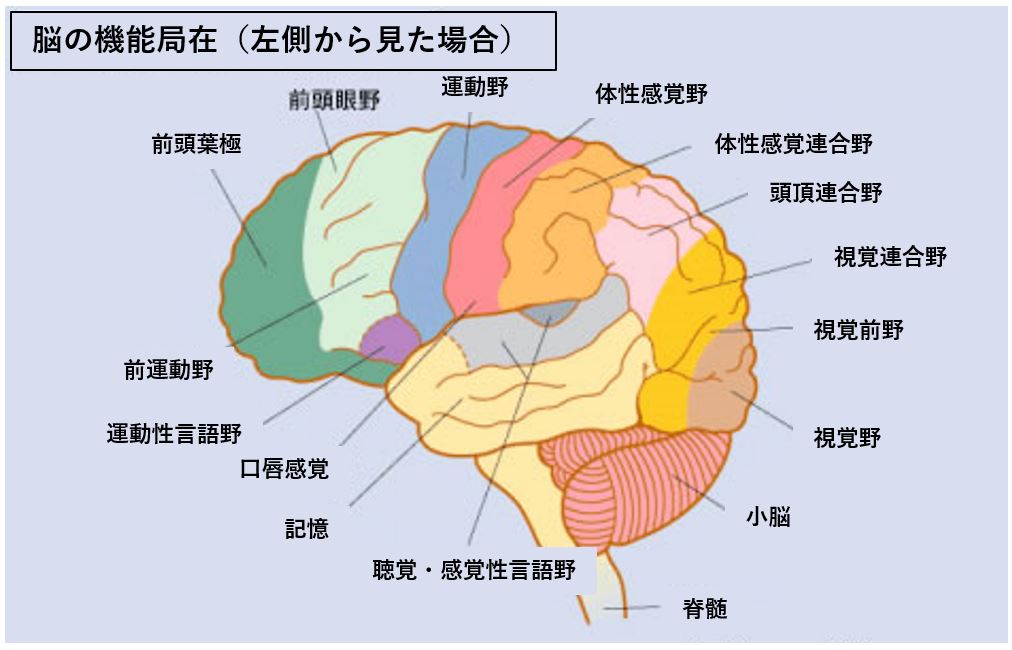 極細プレジャーアイテム「SVAKOM CICI」で膣内探検。自分の性感帯を探してみた | ランドリーボックス