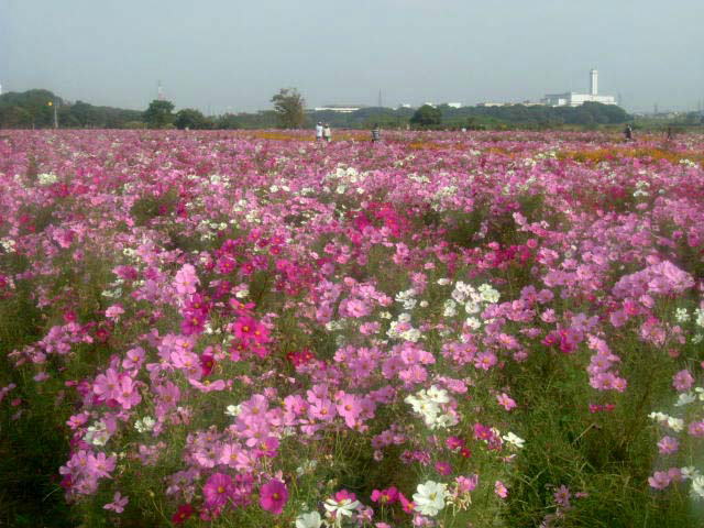 キリン花園のコスモス（キリンコスモスフェスタ） | イベント |