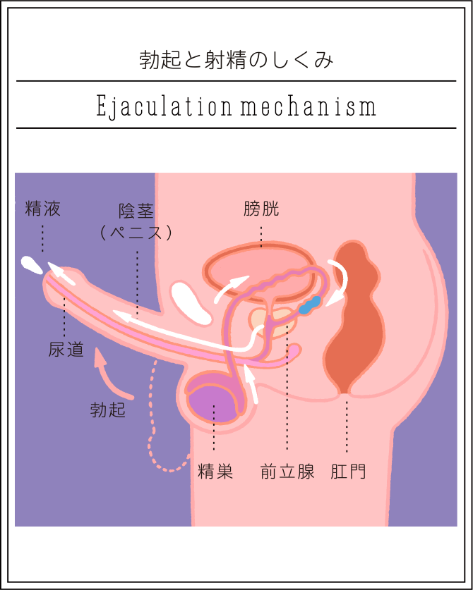 アナルファック（AF）とはどんなプレイ？やり方や注意点・必要な準備を詳細解説｜風じゃマガジン