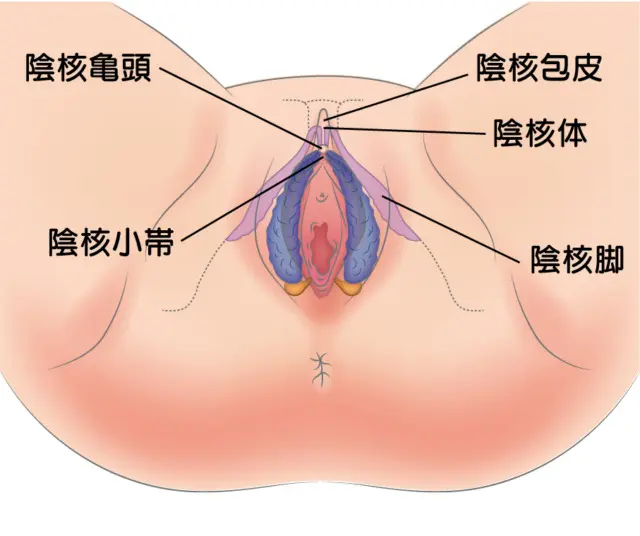 ペニスとクリトリス「勃起・形・メカニズム」の違い【比較完全図解】 | セクテクサイト