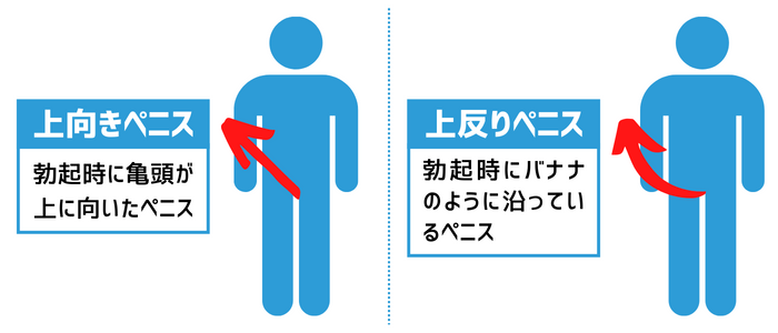 反りチンとは？反り方の違いやおすすめの体位も解説！｜風じゃマガジン