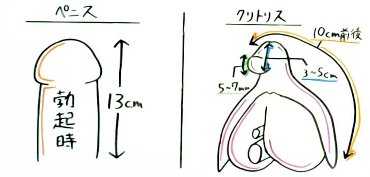 ゴムのサイズわからない人！コンドームのサイズ・大きさ・直径・測り方を紹介 | コンドーム大百科