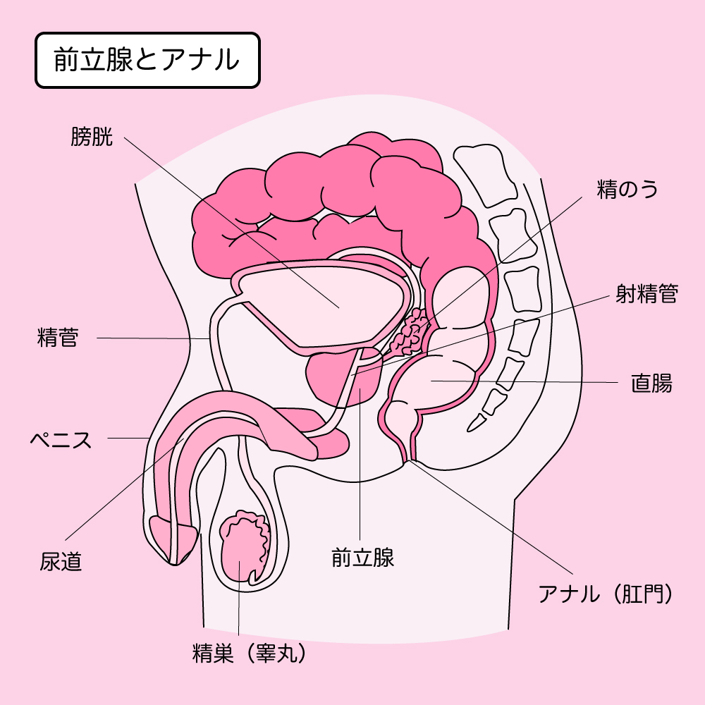 バキバキ】ちんこを硬くする6つの方法。自力で勃起力をアップさせる秘策｜あんしん通販コラム