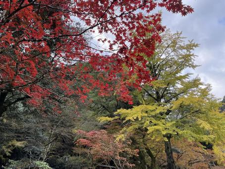 紅葉絶景写真館2020 注目の空の写真 ウェザーニュース