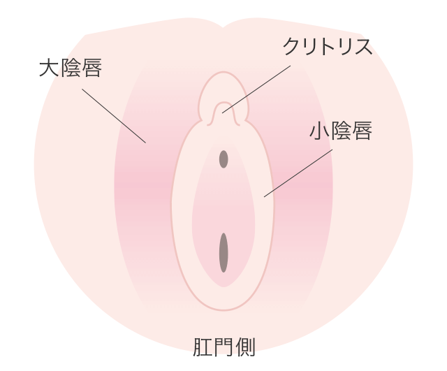 小陰唇が大きい理由について原因と対策を医師が解説【症例写真つき】｜スワンクリニック銀座