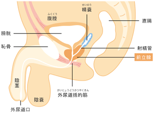 20%OFF】エネマグラを使って最高に気持ちいいお射精させてあげます -好意100%の小悪魔系後輩ちゃんに前立腺開発してもらう話- [アブソテリト] 