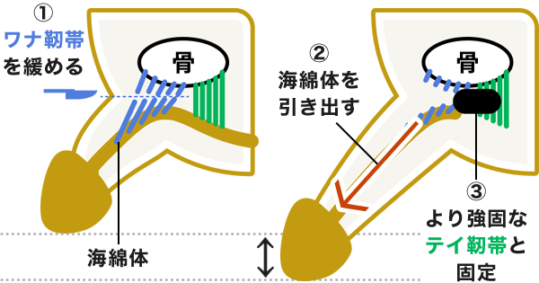 ペニスサイズの測り方と平均。長さ平均14センチ・太さ平均4センチ ボディメイキング研究所 - ペニス 14