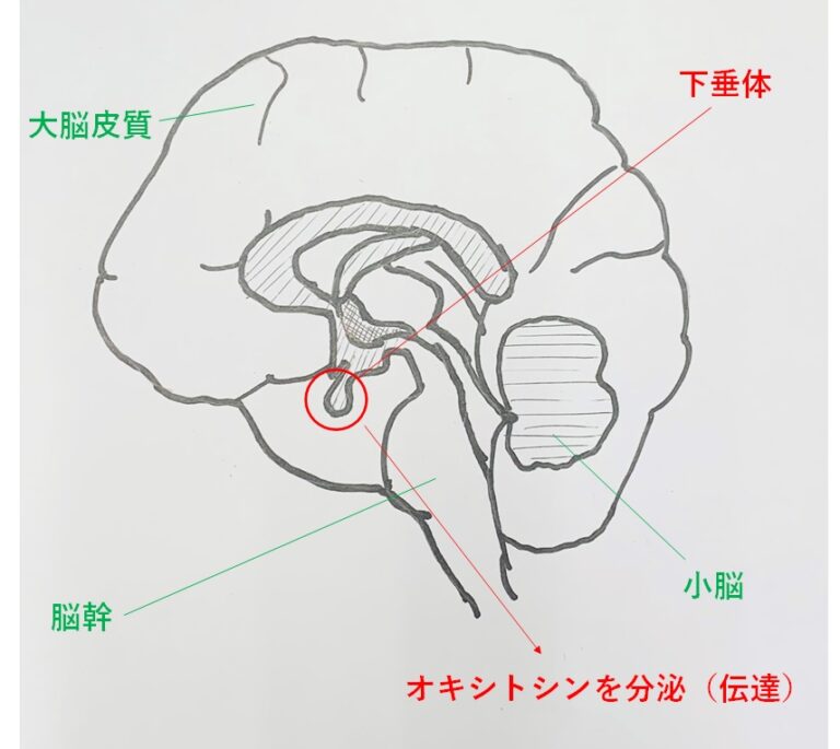 褐色男の娘が尿道責めでガクブル全力メスイキ絶頂しちゃう！ - honto電子書籍ストア