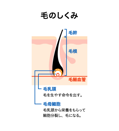 毛抜きの種類・やり方・コツ・危険性は？ - MOTEHADA