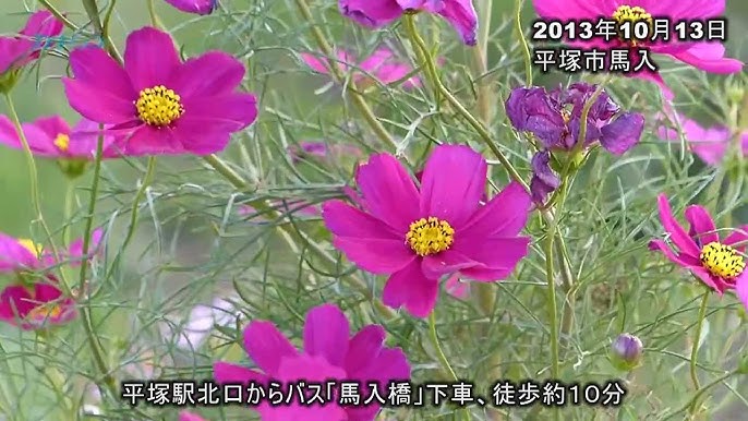 イシックス馬入のお花畑情報 | 平塚市