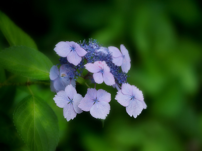 今年もサロンの前の紫陽花が綺麗に咲いてました。 今日は朝から雨です東京もそろそろ梅雨入りですね。 本日も沢山ご予約を頂いております。  お客様に喜んで頂けるように施術をさせて頂きます。