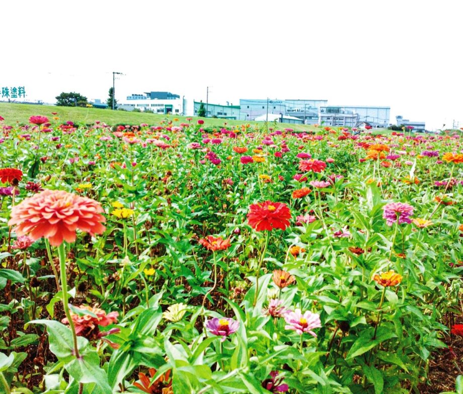 平塚・馬入川のお花畑 – えのしま・ふじさわポータルサイト