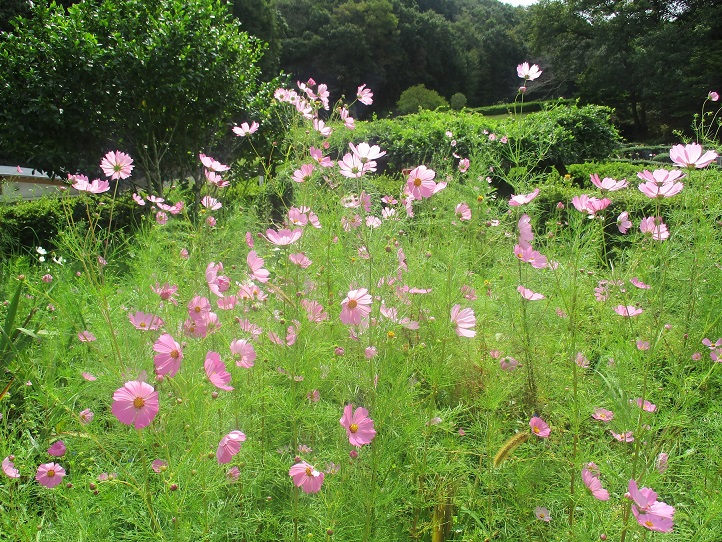 平塚市】秋到来「イシックス馬入のお花畑」のコスモスが早くも見頃。摘み取りイベントも前倒し！（ベニマシコ） - エキスパート -