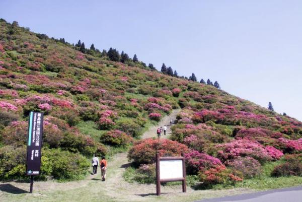 霧降つつじヶ丘のツツジ（栃木県）の観光情報|ゆこゆこ温泉ガイド