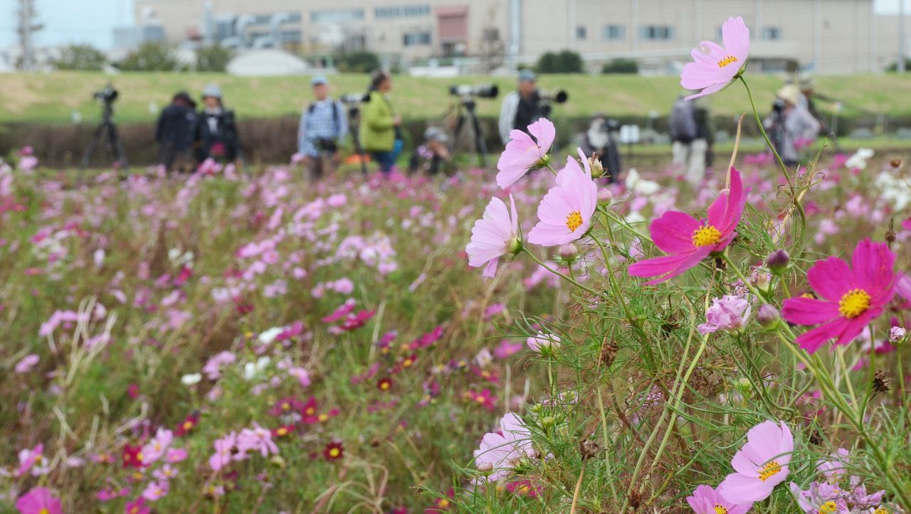 コスモス・サルビア・キンモクセイの本格始動です！ - 神奈川県立花と緑のふれあいセンター 花菜ガーデン