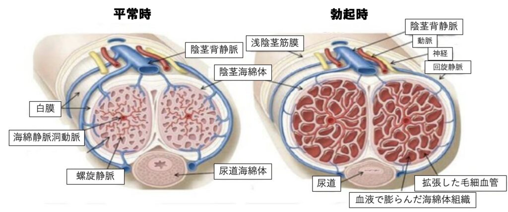 朝立ち」のメカニズムと健康効果、科学的に解説