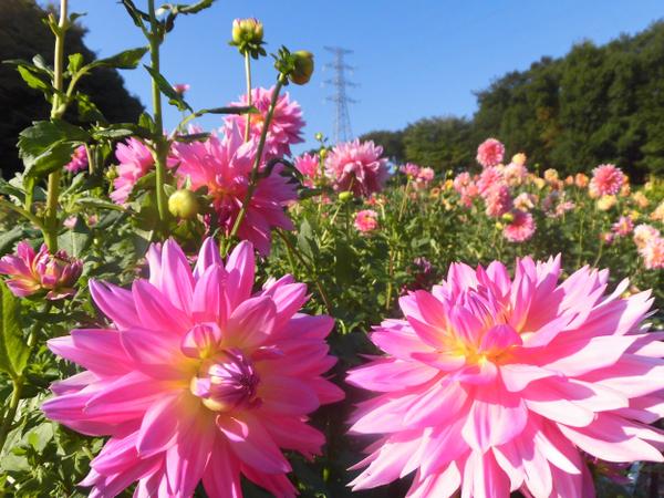 湯遊ランドはなわの「ダリア園」が見頃を迎えます。期間中は「ダリア祭り」として写真コンテストやダリア染め体験等も開催しています《期間：8月～10月まで》（ふくしまニュースWeb  ） [2020.09.01(火)