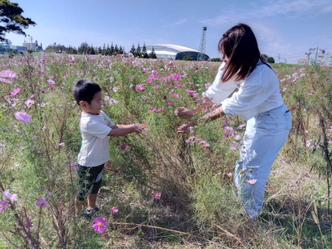 コスモスの花畑 - 平塚市の外構・庭については【たくしょくグリーン】