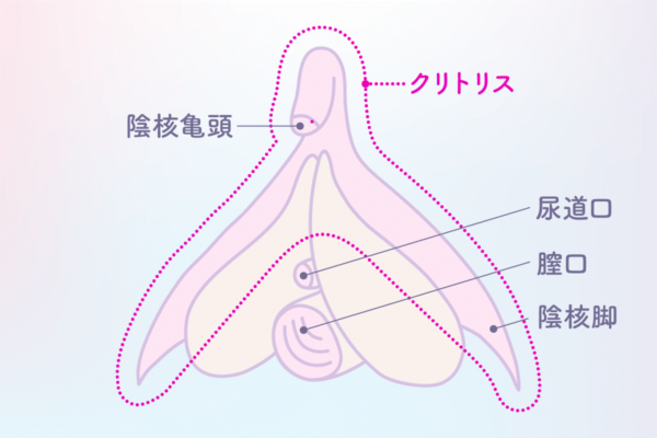 女性のGスポット・ポルチオ性感帯開発方法【図解】 | セクテクサイト