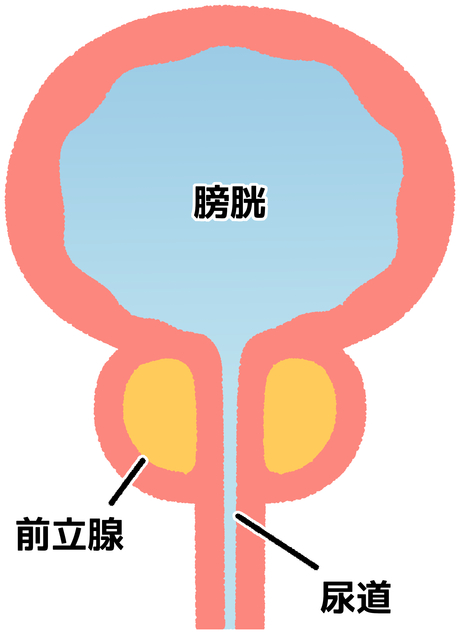 徹底解説】エネマグラの気持ちいい使い方とコツ｜ホットパワーズマガジン