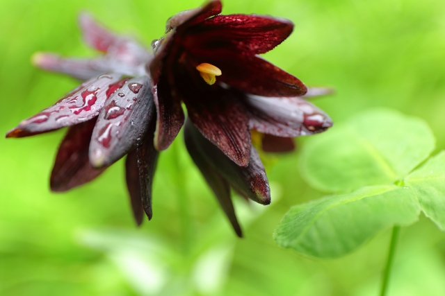 8月12日の誕生花：クロユリ・キョウチクトウの花言葉など | 観葉植物・お花の通販