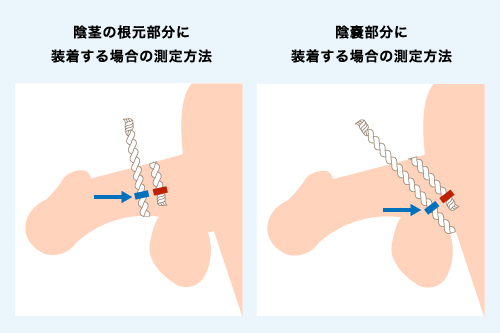 ペニスの大きさ平均は13cm！女性の理想サイズはさらにデカい！？｜薬の通販オンライン