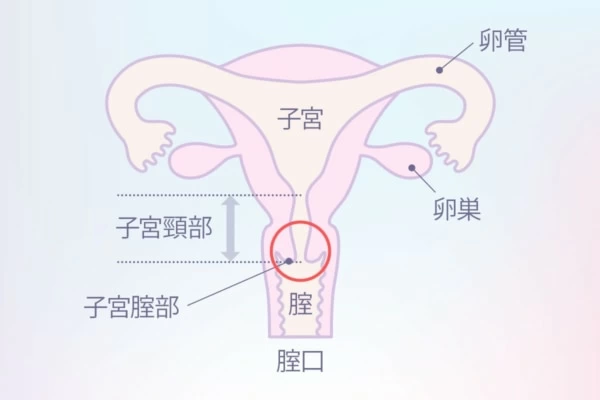 2024年最新版】女性が選ぶ中イキバイブおすすめ10選！中イキ開発に最適の最強のおもちゃを紹介！コツややり方も | WEB