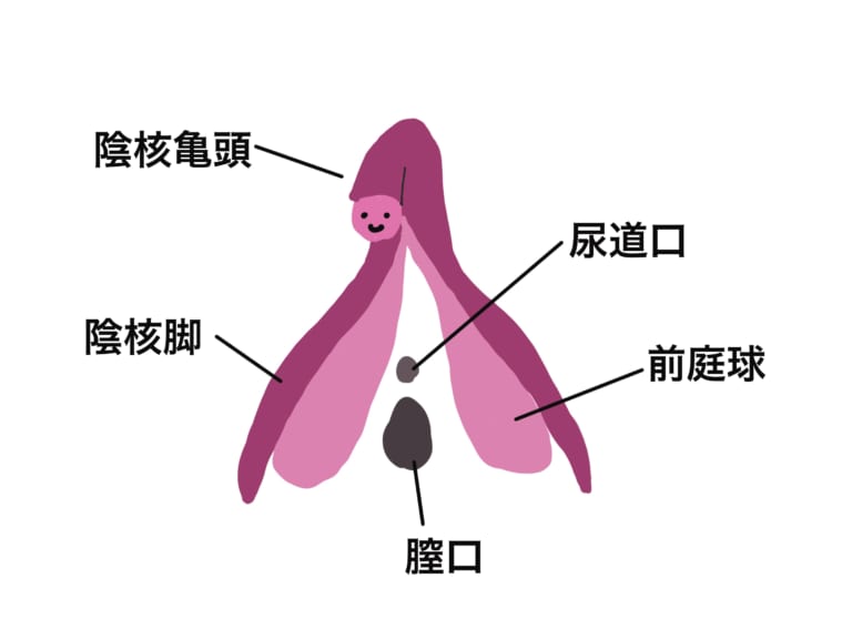 膣の5つの性感帯とは？ | 亀頭増大クリニックの口コミ・評判