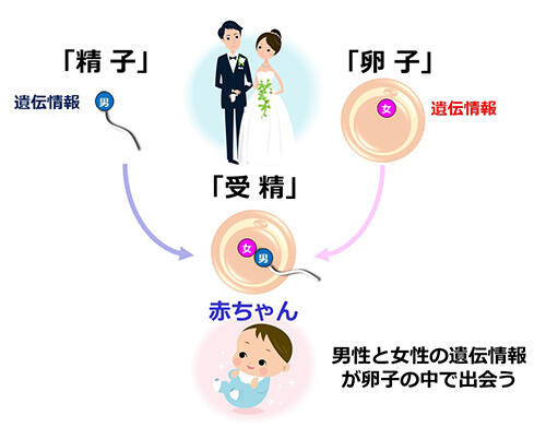 精子の働き | 岐阜新聞デジタル