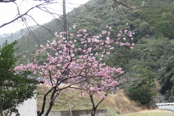 富里市産 オリエンタルユリ切り花（ピンク）約10本 TMG003