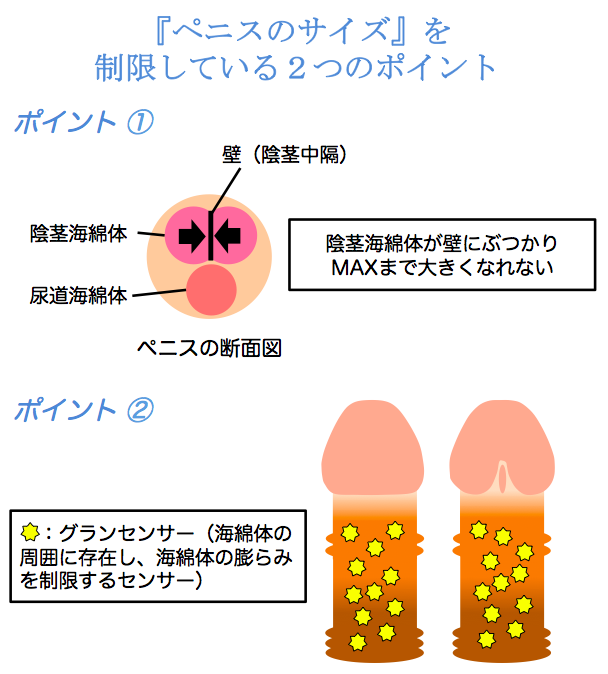 コックリング（ペニスリング）とは？正しい使い方や危険性も徹底解説【医師監修】 | 新橋ファーストクリニック【公式】