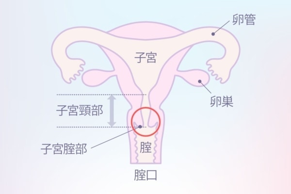 体外式ポルチオのやり方！腹イキの為の開発方法 - 夜の保健室