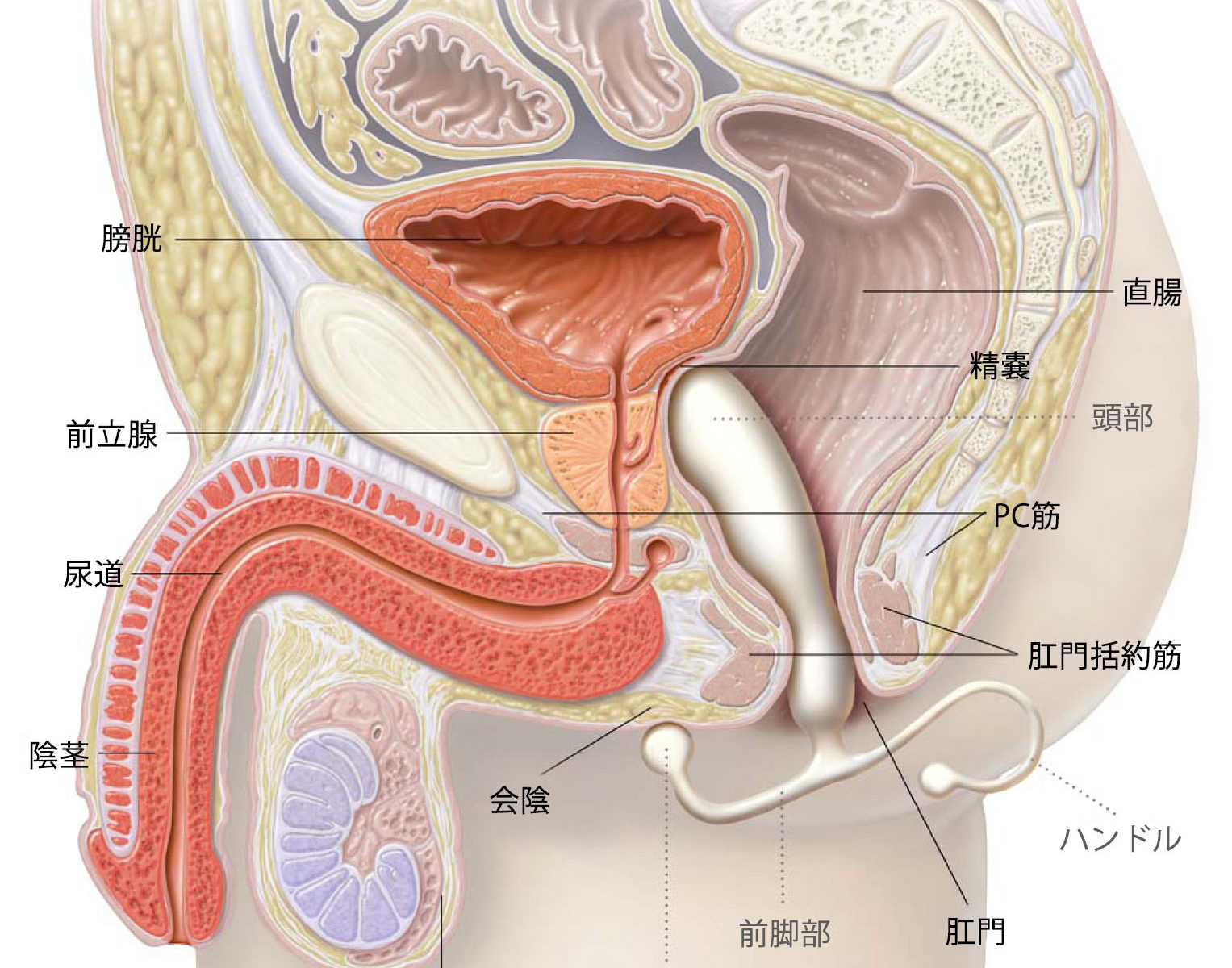 黄帝灸の使い方を動画で紹介～前立腺（尿にお困り）