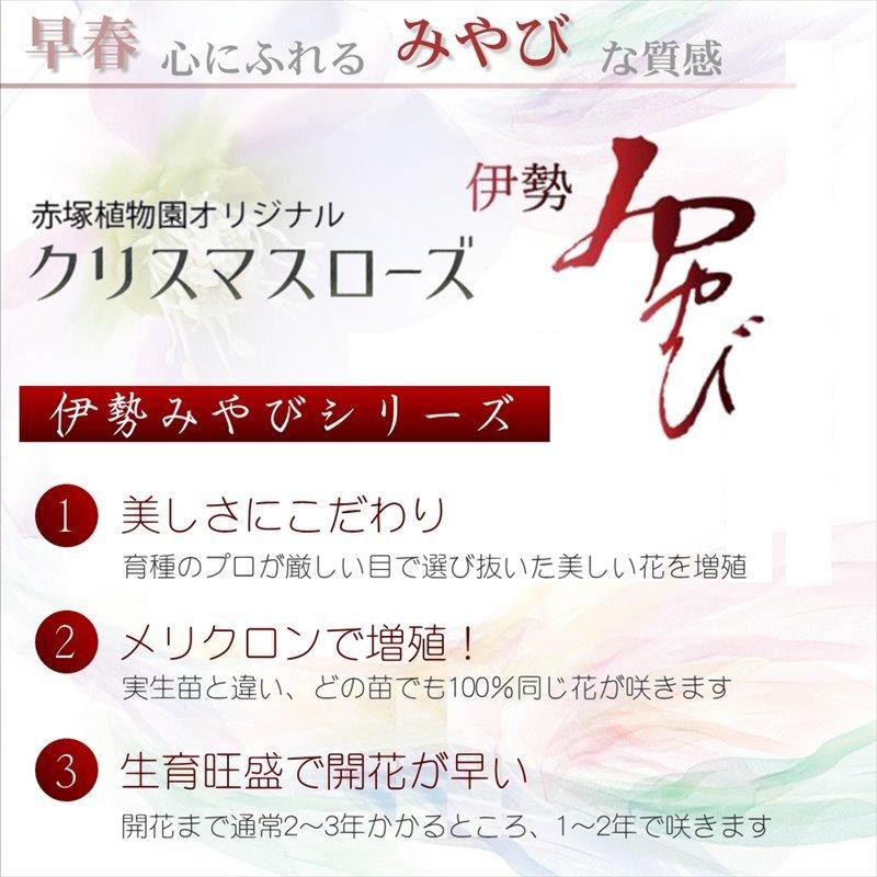 雅〜miyabi〜 | オープンです！ 今宵も皆様のご来店お待ちしています😊