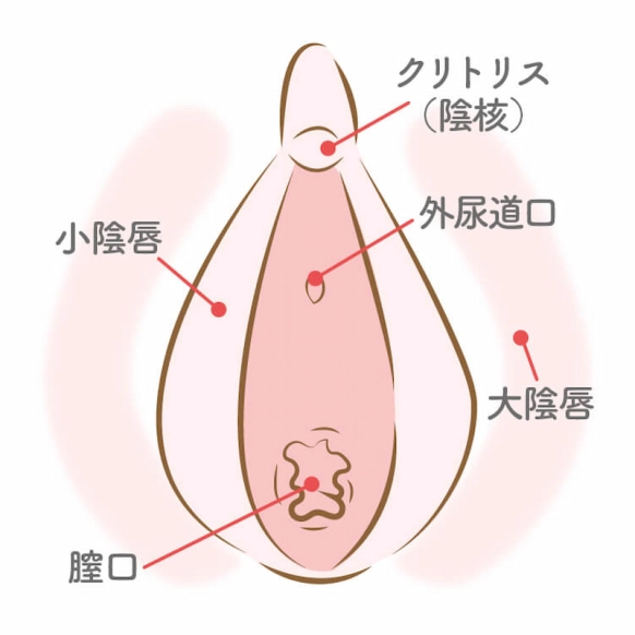 クリトリスってどこ？仕組みや気持ちいいと感じる刺激方法を徹底解説 | ファッションメディア - andGIRL