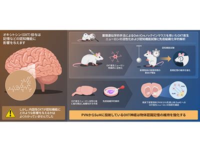 Gスポット・中イキ性感帯の開発方法と条件【アニメ】