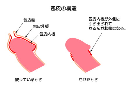 包茎「おちんちんの皮についてのお話し」｜にじいろ子どもクリニック｜小児科