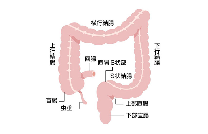 ケツ穴が性感帯の淫乱女 羽月希 |