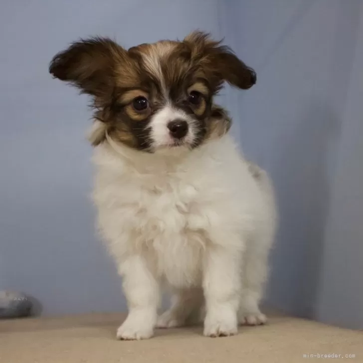 犬の里親募集】大阪府・パピヨン・パピヨン☆５歳 活発なチコちゃん 繫殖引退犬（ID:2310-00261）｜ハグー -みんなのペット里親情報