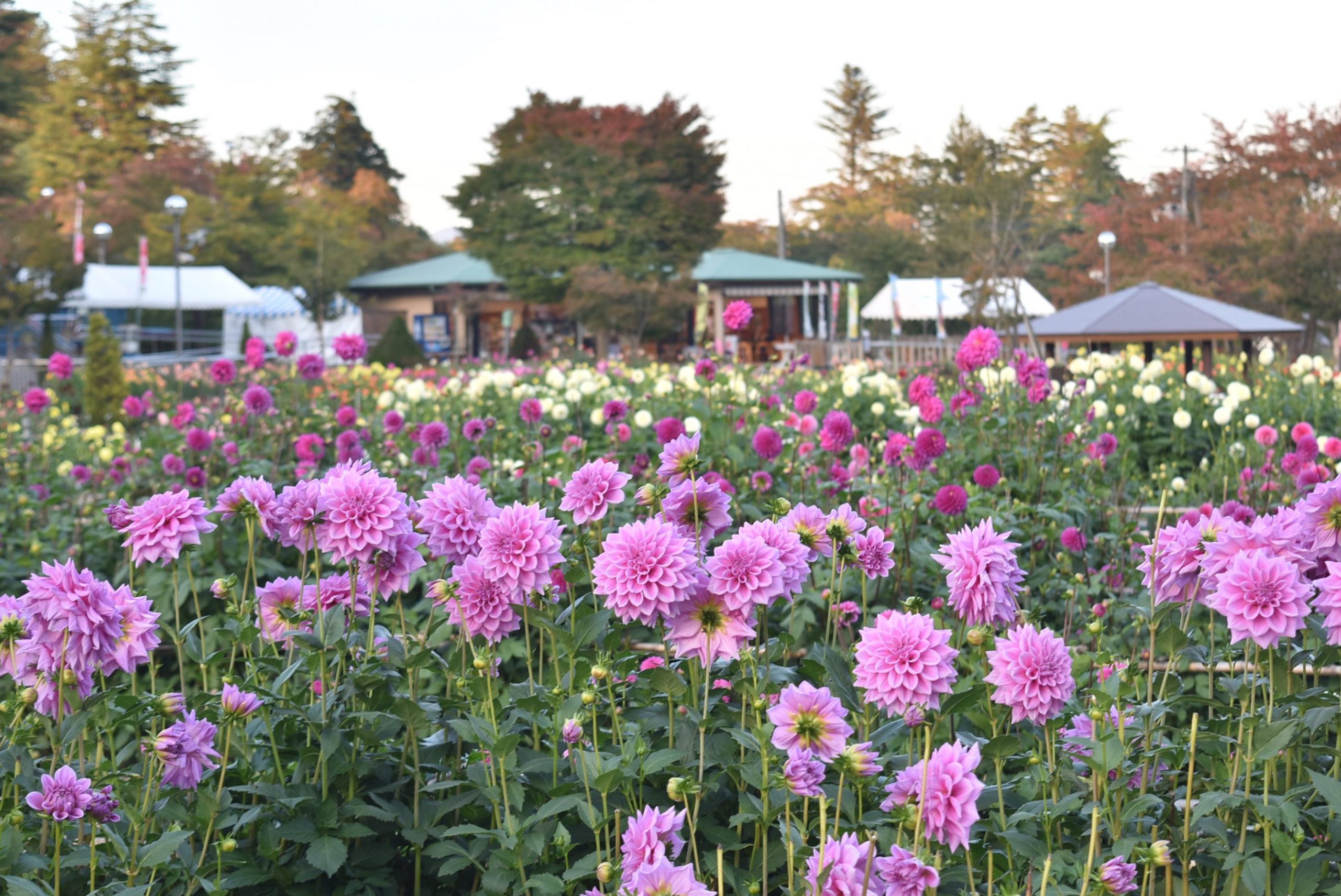 ダリアの季節です。 とても可愛く美しいダリア✨ ダリアの花言葉は「華麗」「優美」「気品」その名の通り！