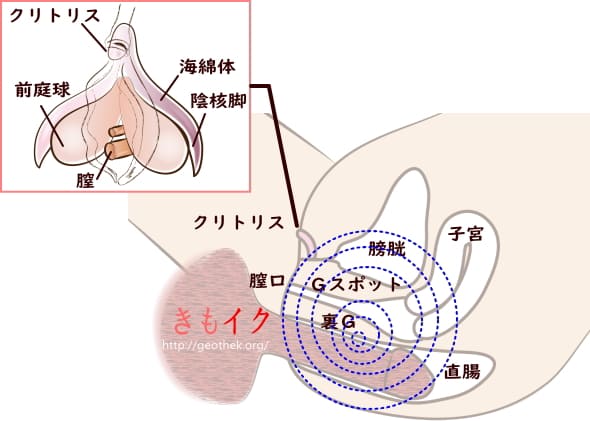 中イキさせるための膣内の性感帯一覧！Gスポットやポルチオなど - sexprogress.com