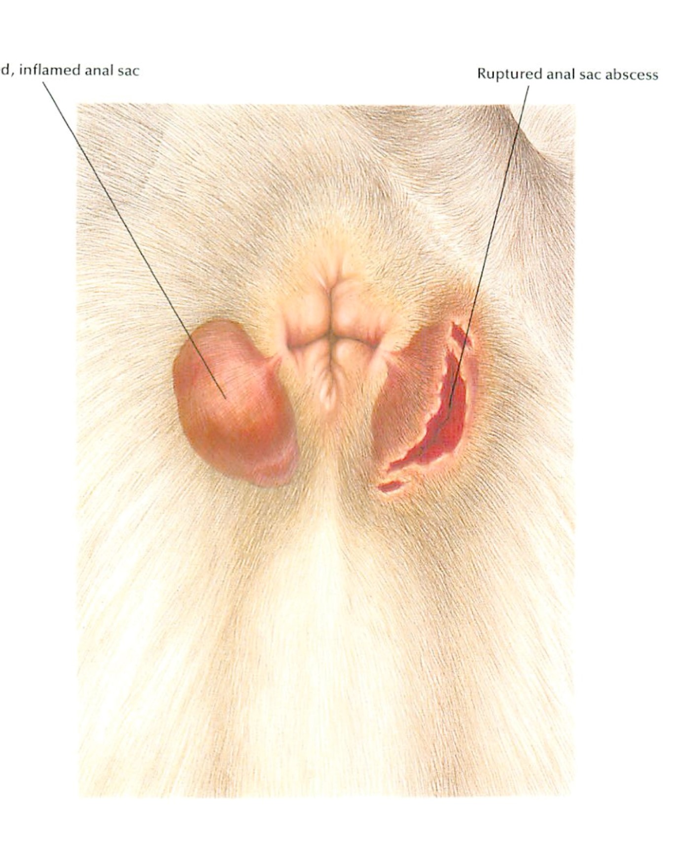 肛門腺炎】犬の肛門腺炎とは？症状や治療法を解説 ｜ 佐倉市の動物病院で口コミNo.1