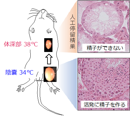 卵と精子のこと | 亀田IVFクリニック幕張