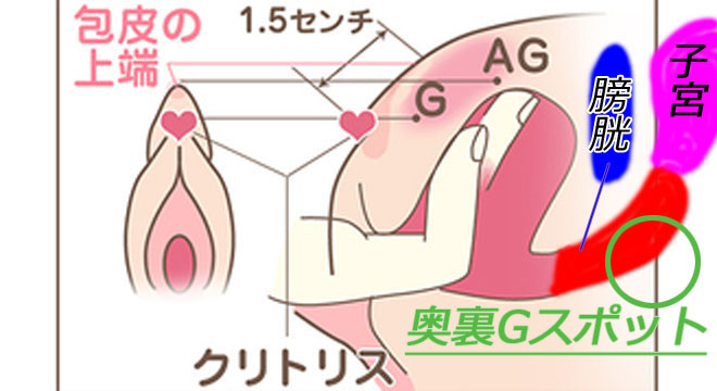 隠れ性感帯【裏Gスポット】の 探し方や開発方法をわかりやすく解説 |